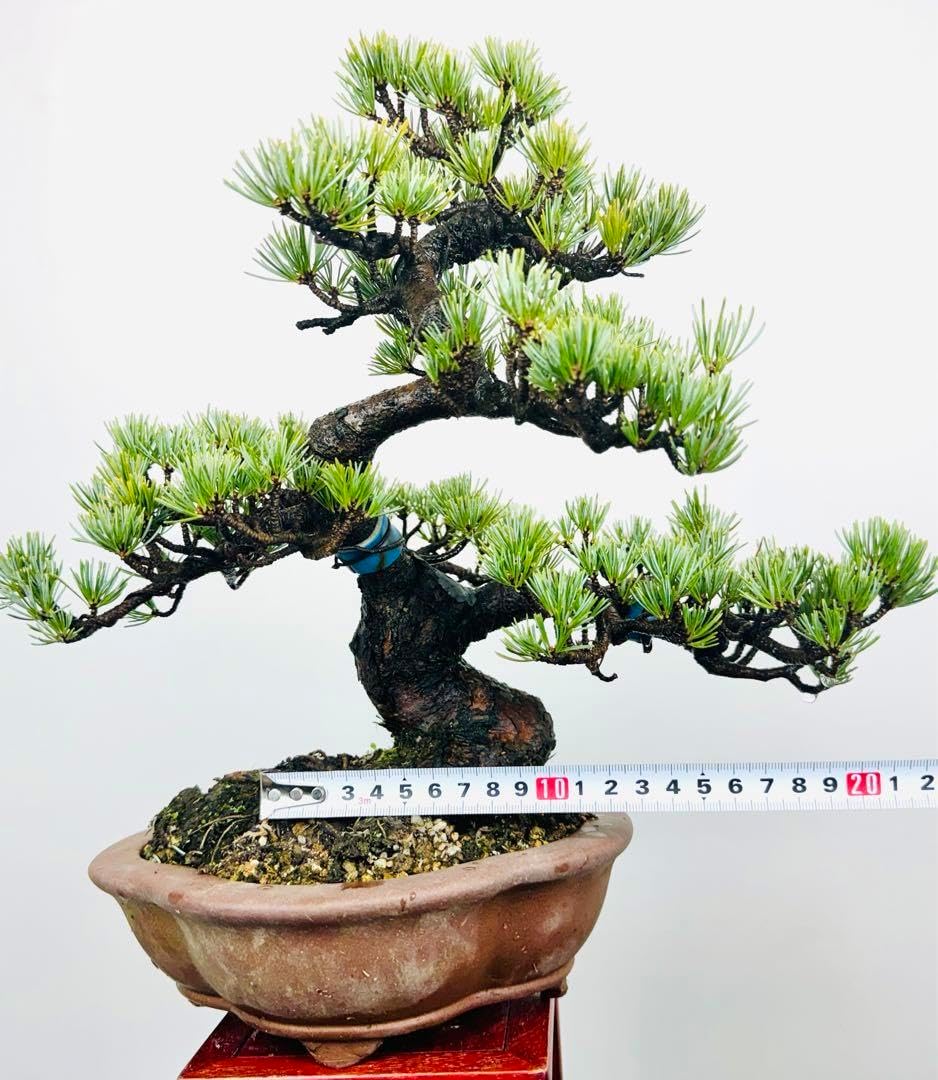 良品。オリーブ シプレッシーノ1.8M(鉢底から)品番E ♪ひなた♪五葉松