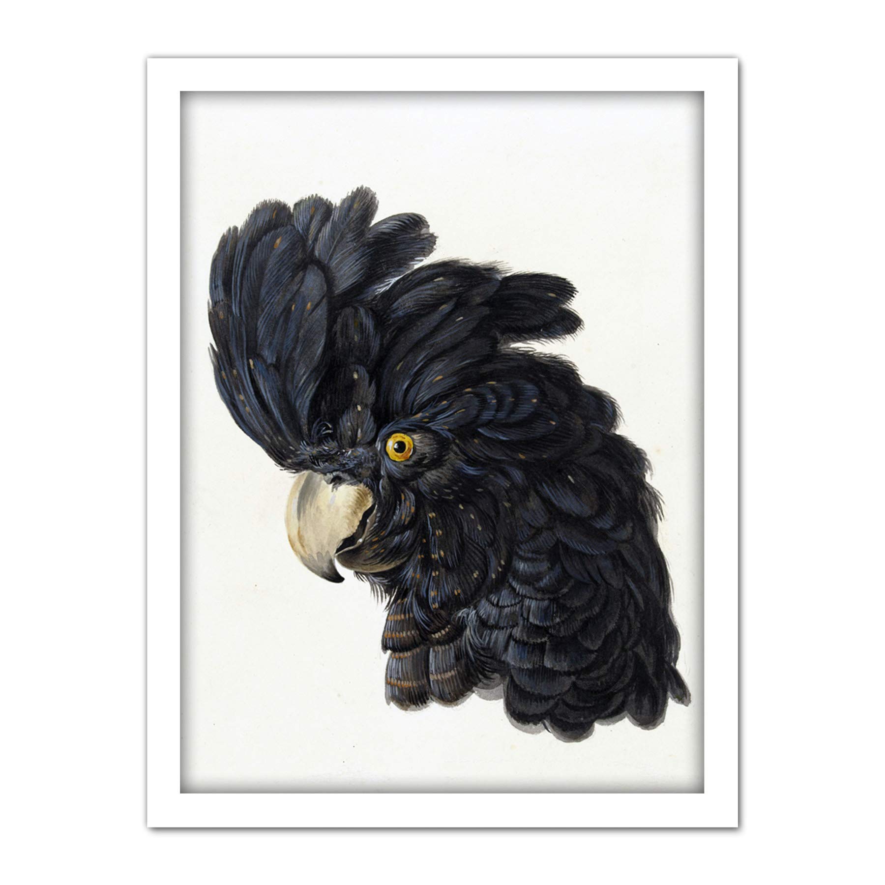 Artery8 Schouman Head Cockatoo Parrot Bird Drawing Artwork Framed Wall Art Print 18X24 Inch