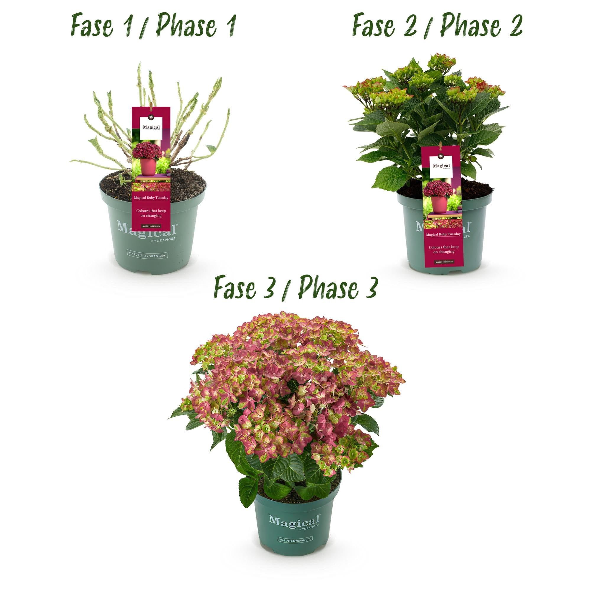 Green boutiQ - Balkonpflanze - Hortensie - Hydrangea Magical Teusday & Saphire - Rot - 6-10 Blumen - 2 Pflanzen - Topf 23cm Höhe 55cm