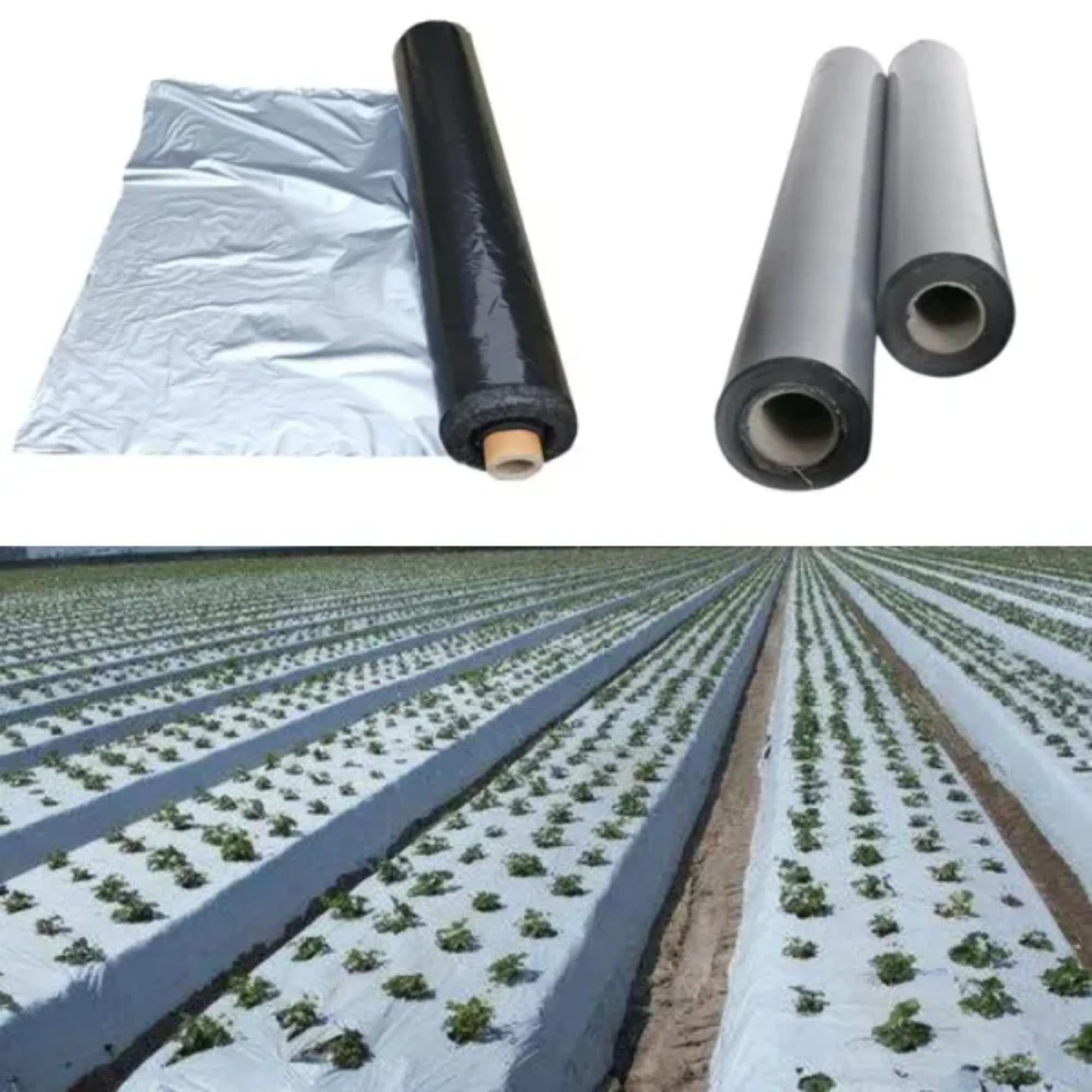 Singhal 25 Micron Mulching Paper/Sheet 1 x 400 Mtr for Sustainable Gardening and Enhanced Crop Yields