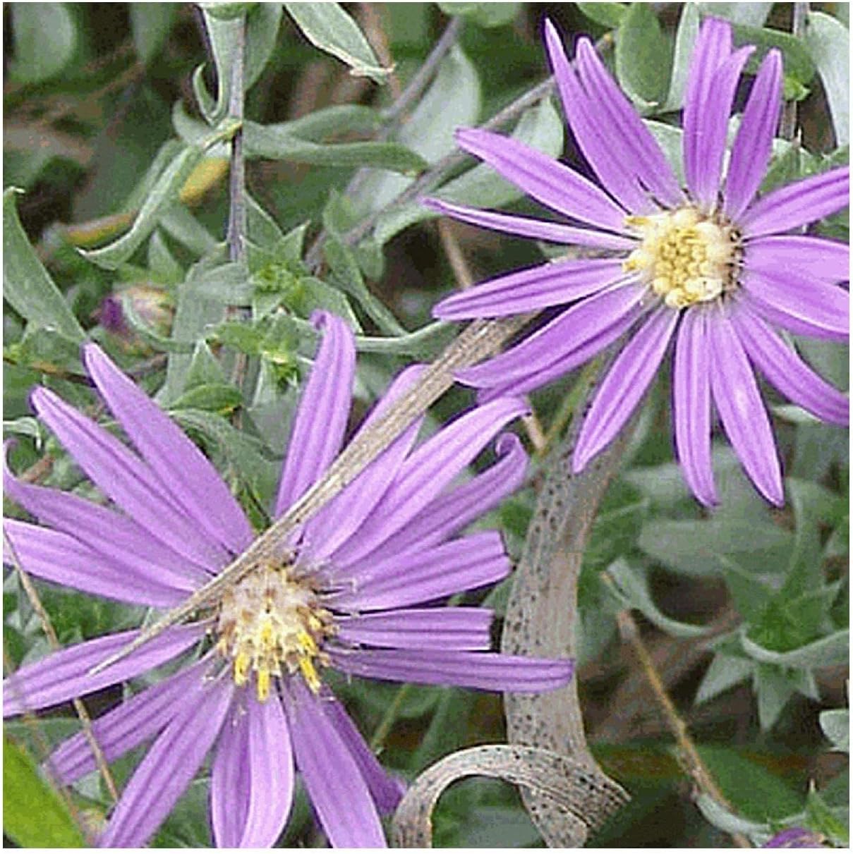 Everwilde Farms - 1/4 Lb Silky Aster Native Wildflower Seeds - Gold Vault
