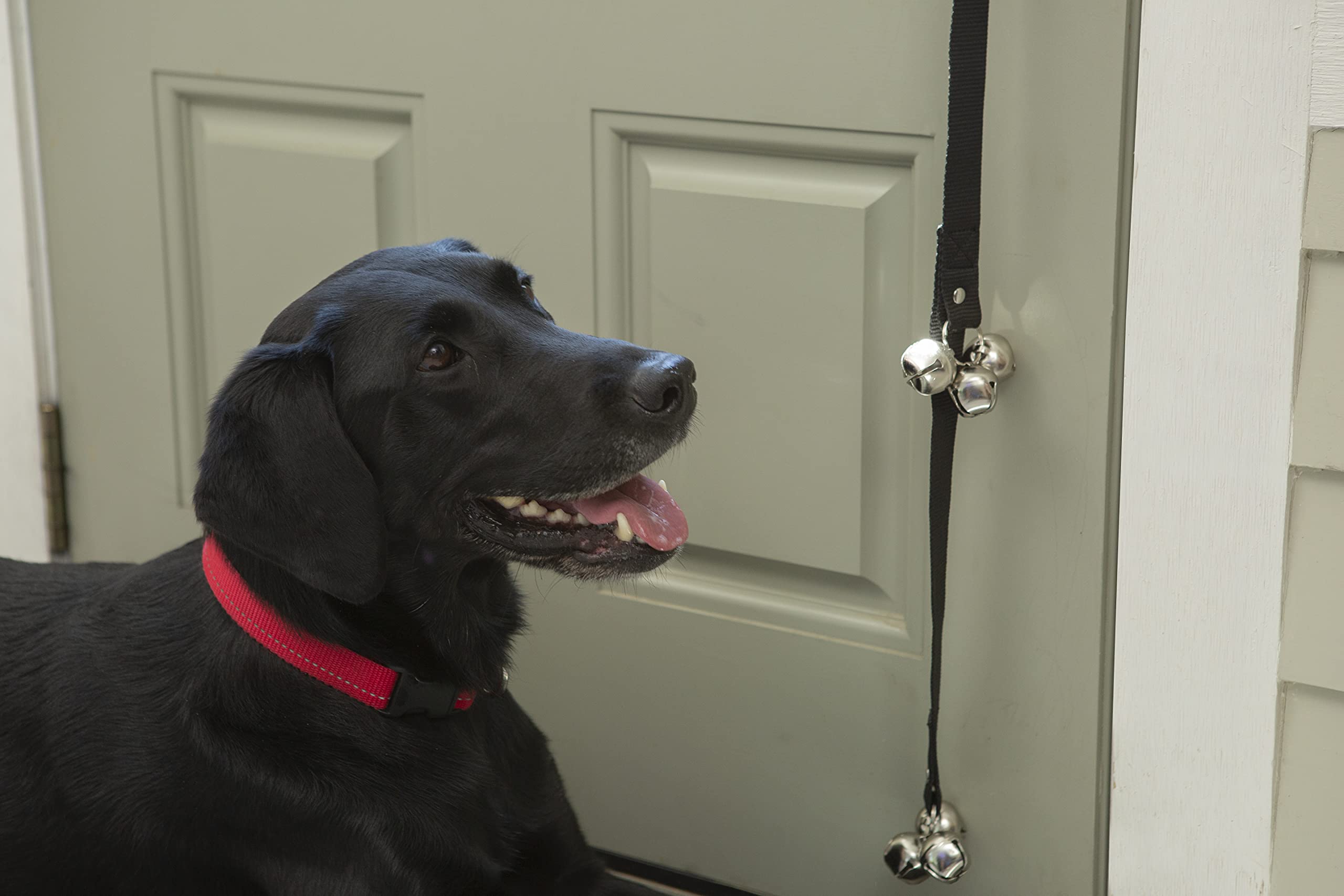 Caldwell's Pet Supply Co. Potty Bells Dog Bell Housetraining Dog