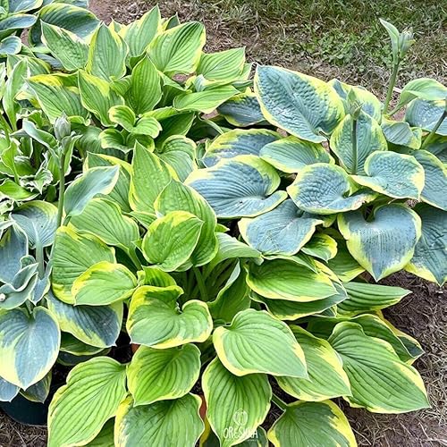 Hosta mix of 4 colors 15 PCS fresh seeds, Hosta mix seeds, Hostas, Plantain lilies, Herb seeds, Flower seeds, Garden flower, Organic seeds