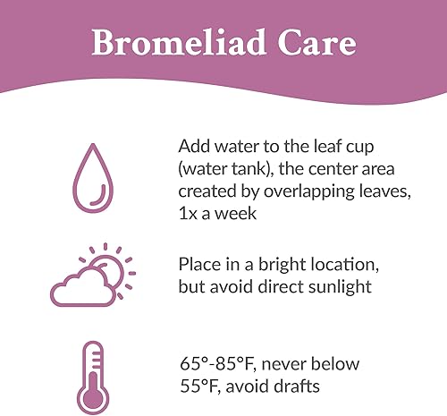 Miniatura 5 de Green Circle Growers - Bromelia roja Vriesea de 5 pulgadas en maceta Wilson Brown, planta viva - Happy Holidays