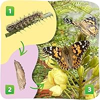 Vista 4 de Insect Lore Taza de Orugas Básica – 5 Orugas Vivas de Dama Pintada con Comida – Kit de Recarga para Hábitat de Jardín de Mariposas – Actividad