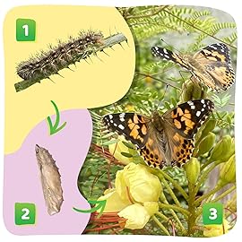 Insect Lore Butterfly Garden with Giant Birthday Card - 5 Live Baby Caterpillars, STEM Activity Journal, Habitat, Chrys-A-Lid Holder, Feeder - Raise and Release Painted Lady Butterflies