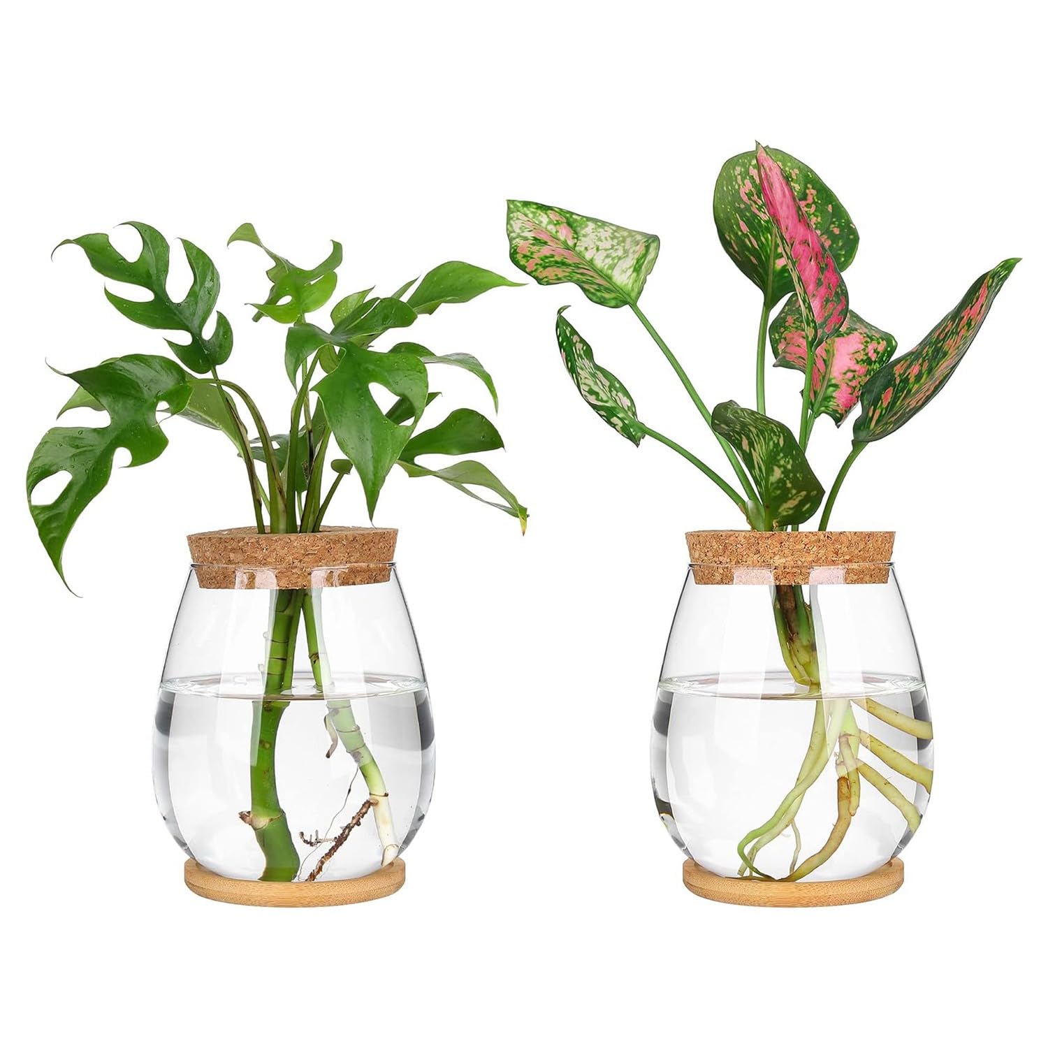 CTRLZS 2 Pcs Separated Desktop Plant Terrarium Kit with Wooden Tray & Lid for Propagating Hydroponic