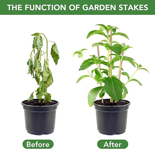 Miniatura 4 de SWANGSA Paquete de 40 estacas de bambú de 4 pies para plantas, palos de bambú de apoyo para plantas de jardín con 200 lazos giratorios para tomates,