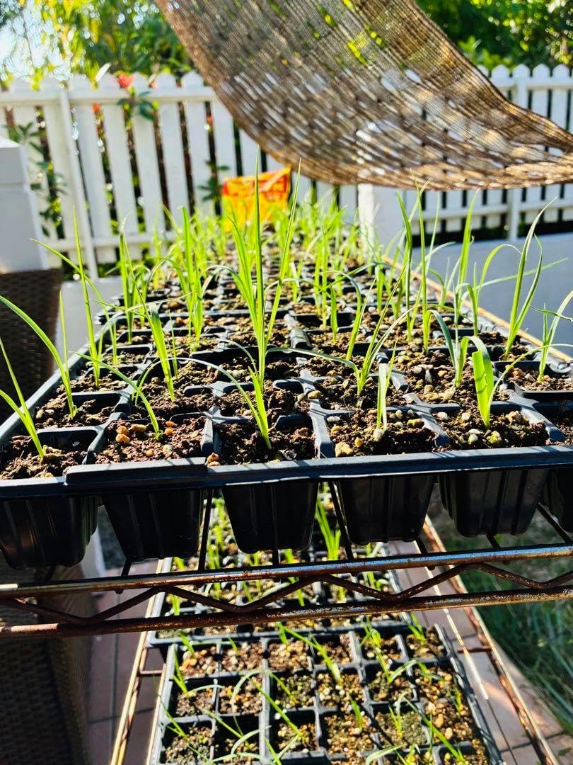 ユッカ　ロストラータ　72苗① 鉢のまま発送 ユッカロストラータ 72苗① 鉢のまま発送 ユッカロストラータ 72