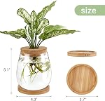 Dahey Plant Propagation Jars Plant Terrarium Glass Vase with Wooden Saucer and Cork Planter Station for Growing Hydroponic Plants Indoor Table Centerpirce Home Office Decor, Set of 2