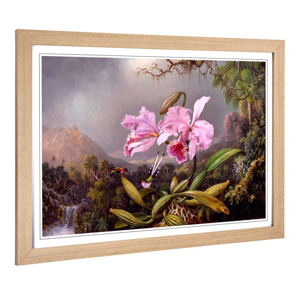 Big Box Art Framed Print of Martin Johnson Heade Orchid Study Design | Wall Art Picture | Home Decor for Kitchen, Living Room, Bedroom, Hallway, Oak, A2 / 24.5x18 Inch / 62x45cm