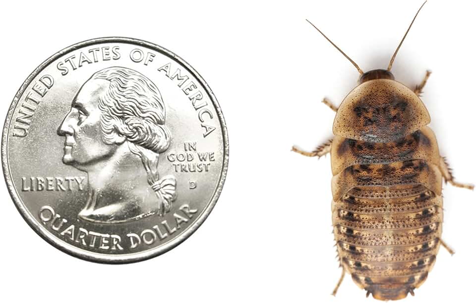 200 Live Large Dubia Roaches | Live Arrival is Guaranteed | Shipped in Cloth Bags
