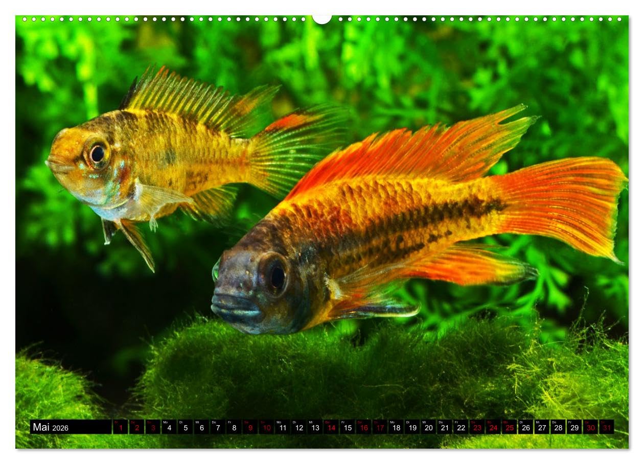 Beliebte Fische der Welt (hochwertiger Premium Wandkalender 2026 DIN A2 quer), Kunstdruck in Hochglanz: Aquaristik - Farbenprächtige Süßwasserfische