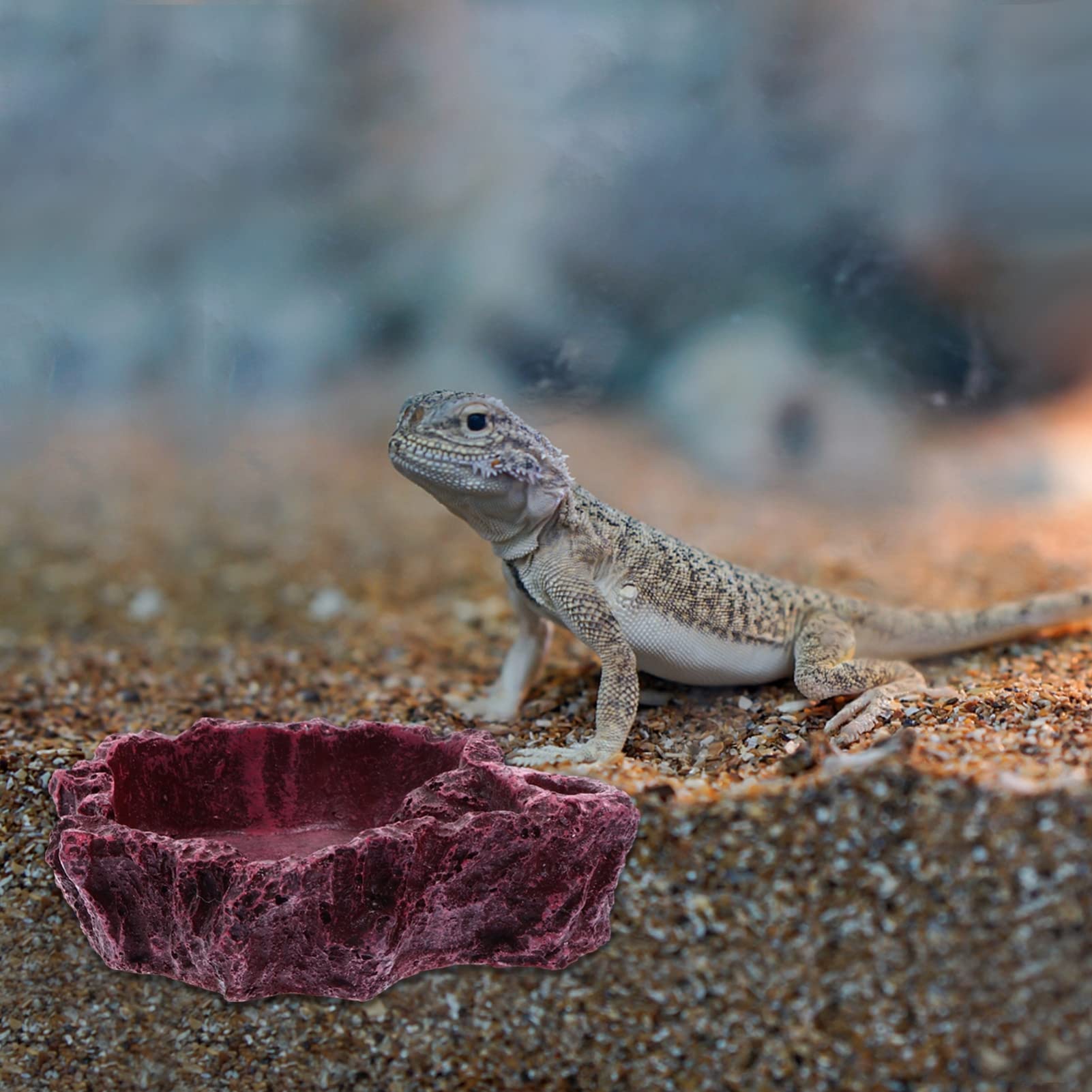 Cuenco de agua para reptiles Cuenco de alimentación for reptiles, 4 piezas, cuenco de agua for reptiles, cuenco de alimentación for reptiles, comedero for reptiles, taza de agua for lagartos, cuenco d