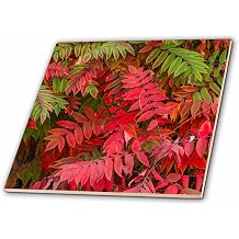 3dRose USA, Washington State, Smooth Sumac in Fall 4 Inch Ceramic Tile