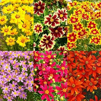 200+Coreopsis Flower Seeds for Planting Outdoor- Perennial Coreopsis Plains Seeds Plant to Wildflower Garden- Non-GMO Heirloom