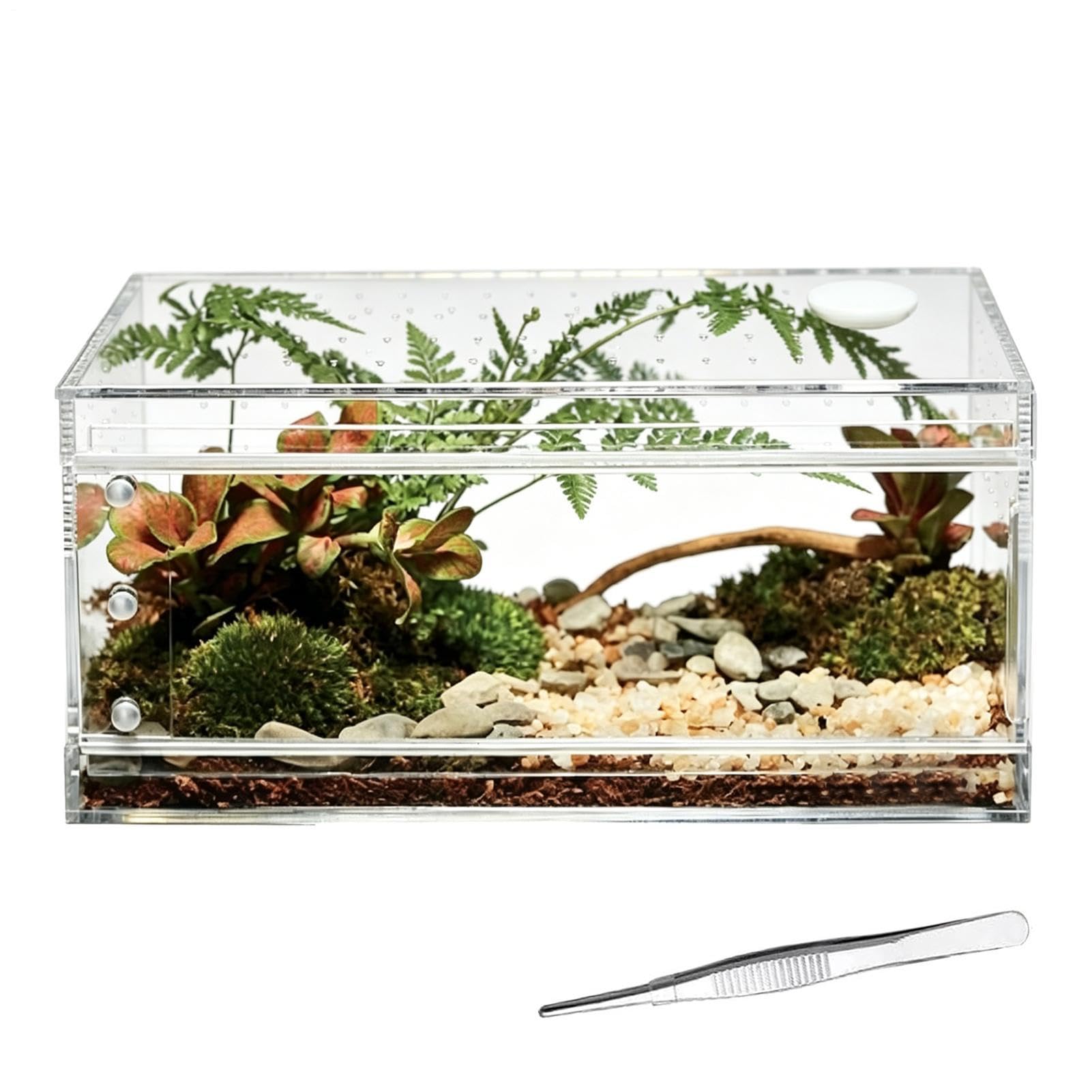 Terrarium pour araignées vivarium lézard serpent et bernard l'ermite
