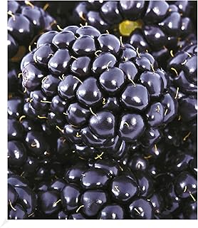 BALDUR Garten Brombeeren 'Big Max XXL'®, 1 Pflanze, Rubus fruticosus, große essbare Früchte - sehr saftig, winterhart, blühend, immergrün, Rubus fruticosus product image