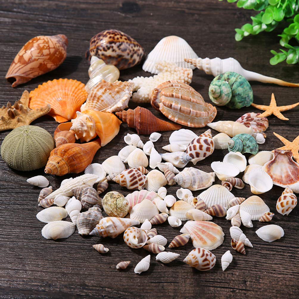 10 Pearl Tectus Stellatus Sea Shells – 1-1/4 To 1-1/2 Inches, Beach Decor Craft Supplies