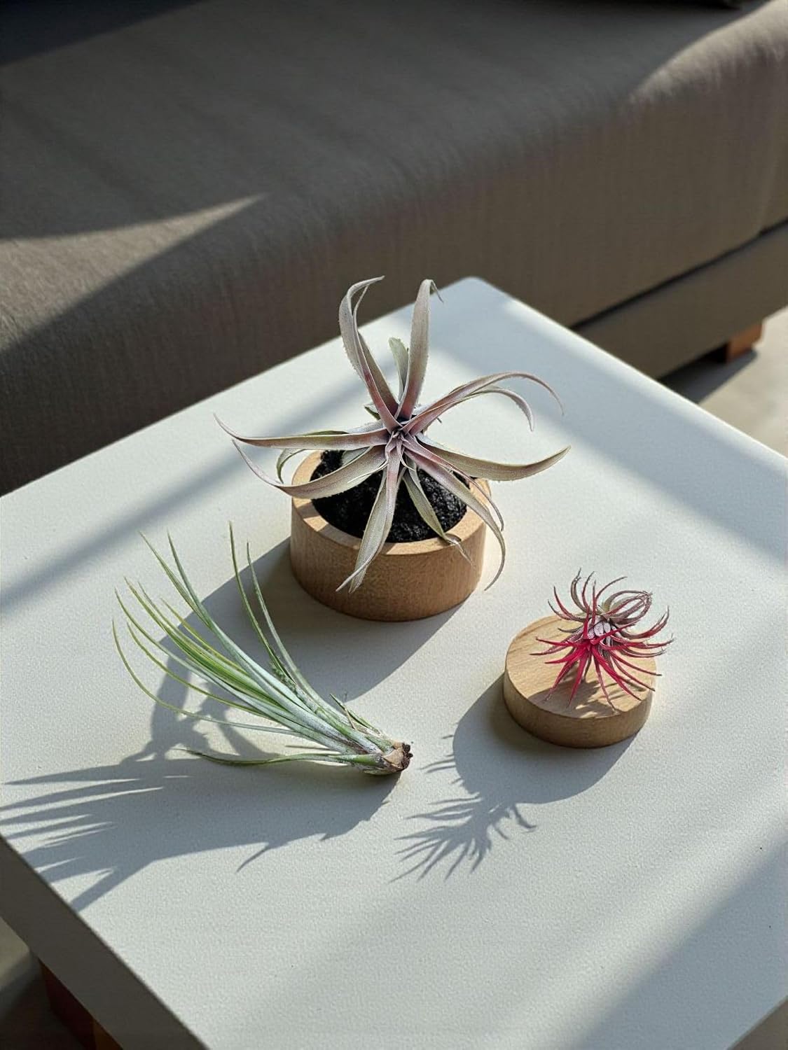 Rainforest Grown 5 Pack RED Ionantha Fuego Air Plants - Live Tillandsia - 1.5 to 3 inches -