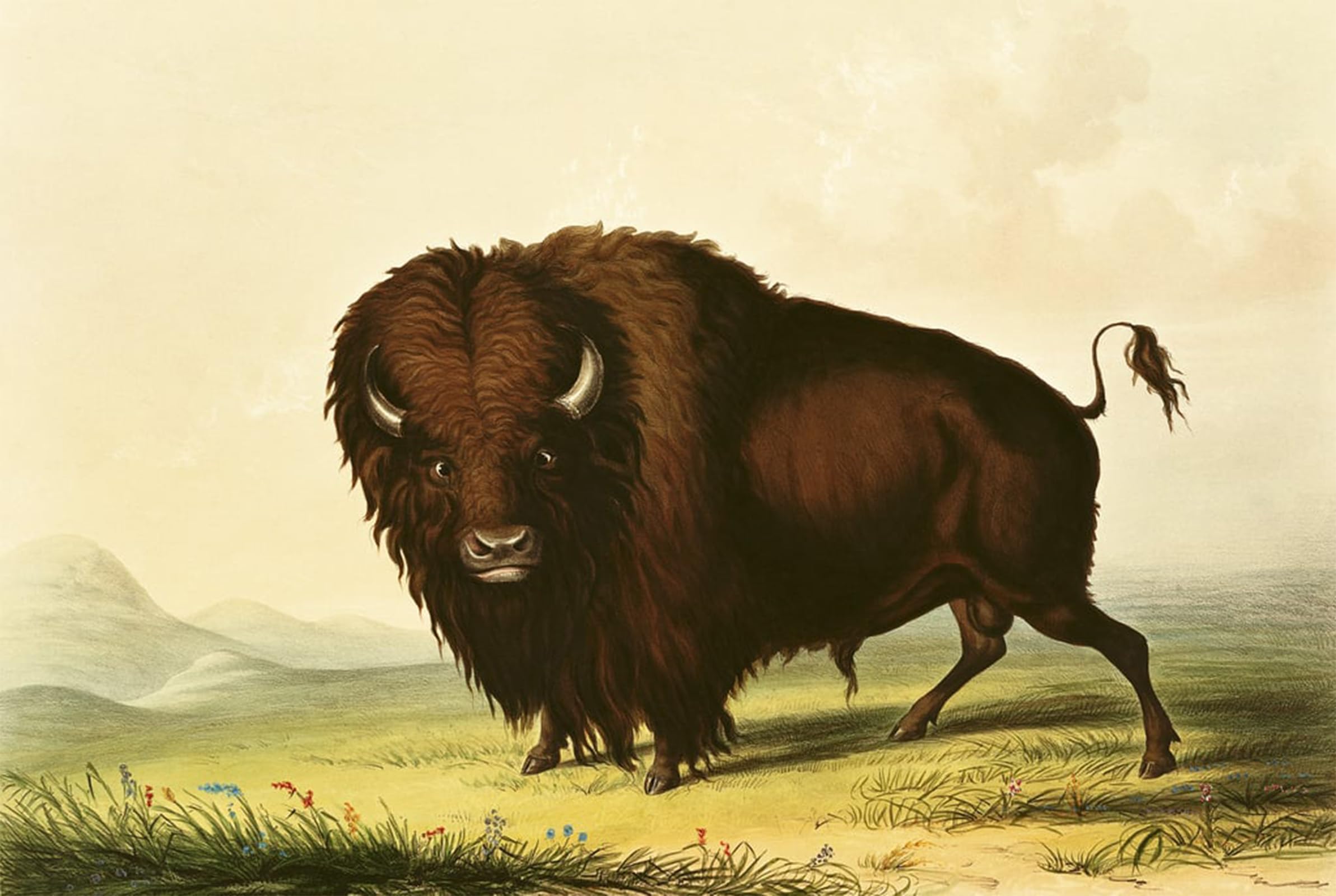 Serendipitp No Frame Vintage Wall Art Canvas Nordic Poster Canvas Print Picture A Bison By George Catlin Wall Art Poster For Home Decor 60X90cm