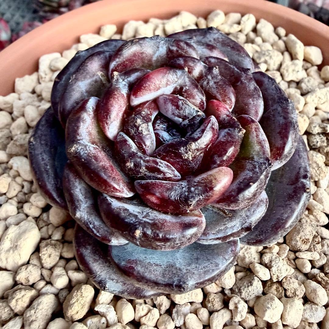 新種 ブラックモンロー 石化 種 1点物 多肉植物 エケベリア