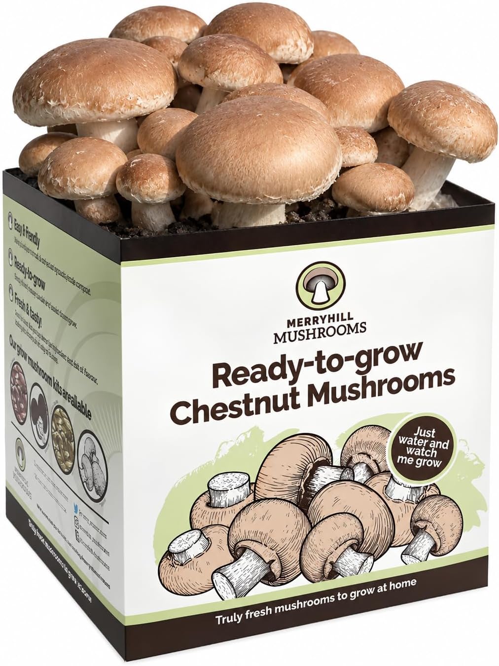 Fresh Chestnut Mushroom Growing Kit | Gardening Gifts for Women, Men & Kids | Grow Your Own Kits | Easy & Delicious to Eat | Mushroom Gifts (One Chestnut Mushroom Grow Kit)
