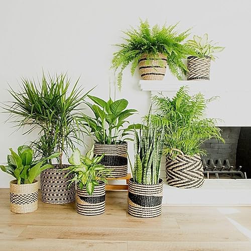 Miniatura 4 de Cesta de estante pequeña de hierba marina de 12 pulgadas