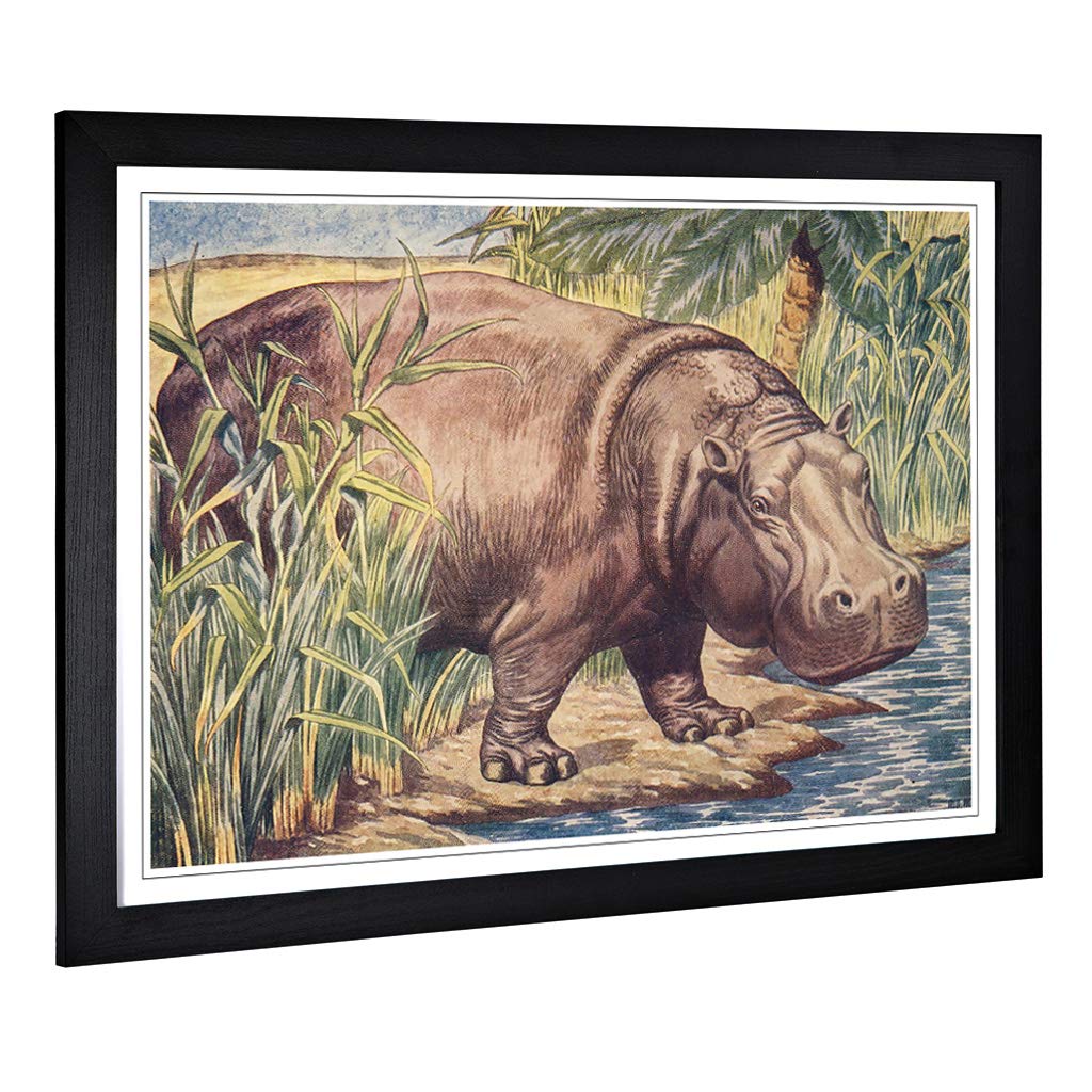 Big Box Art Framed Print of Vintage Percy J Billinghurst Hippopotamus Design | Wall Art Picture | Home Decor for Kitchen, Living Room, Bedroom, Hallway, Black, A2 / 24.5x18 Inch / 62x45cm