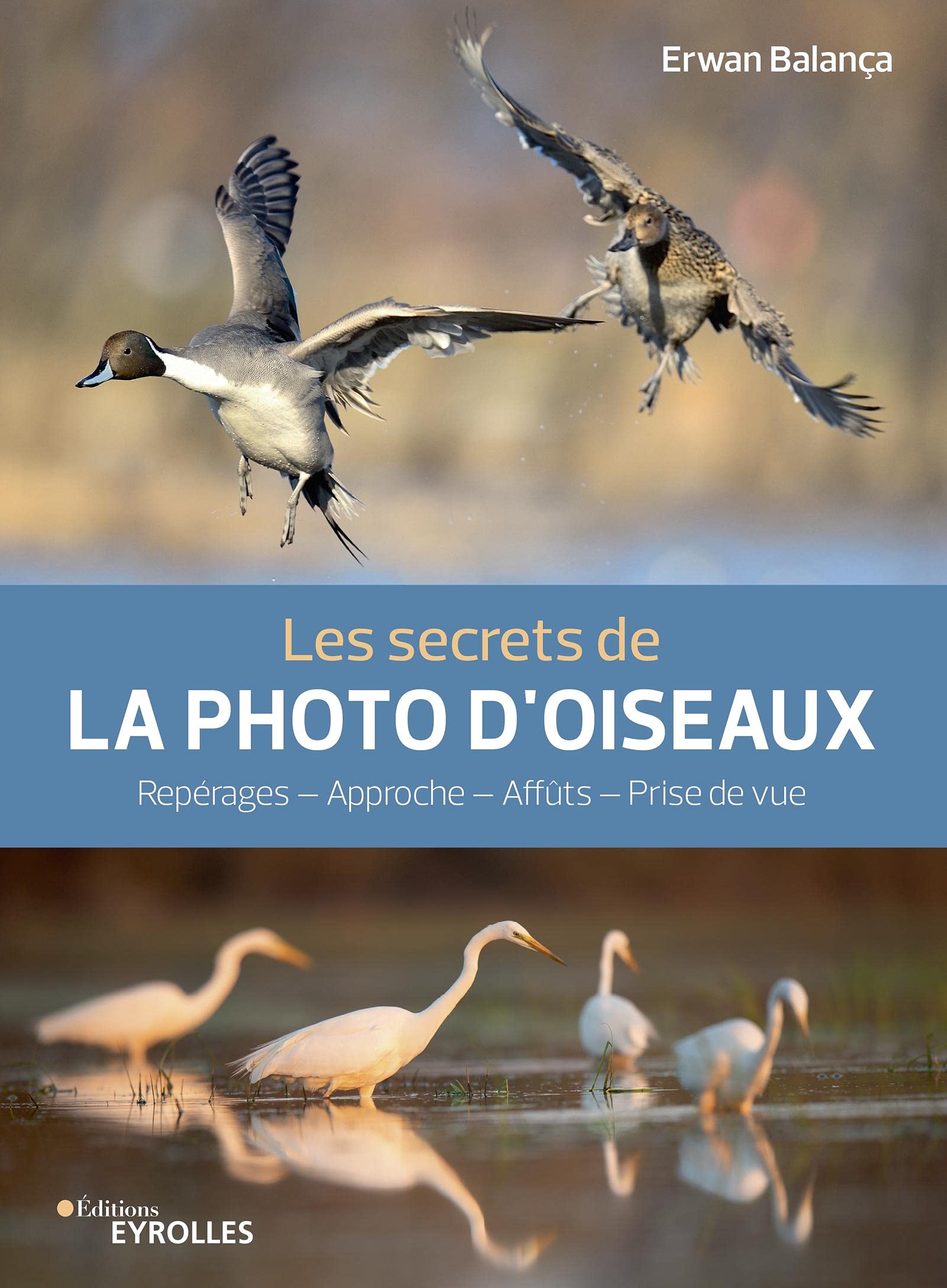 Photo d'oiseaux : secrets d'approche pour ne plus faire fuir la faune