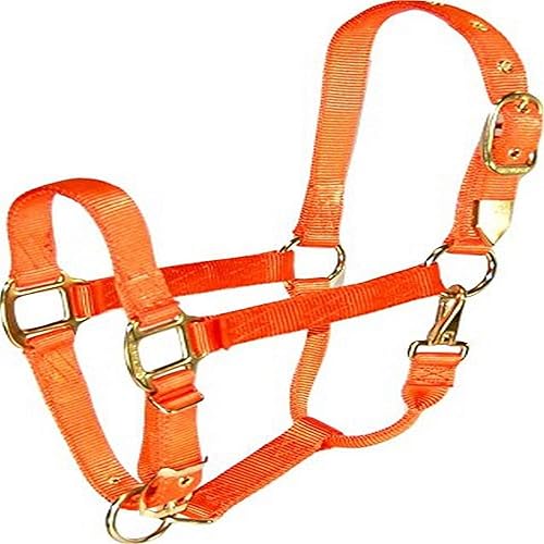 Miniatura 24 de Hamilton, Halter de 1 pulgada con barbilla ajustable, azul baya, 800-1100 libras Azul baya,Vino,Azul,Rosa encendido,Anaranjado mango,Azul