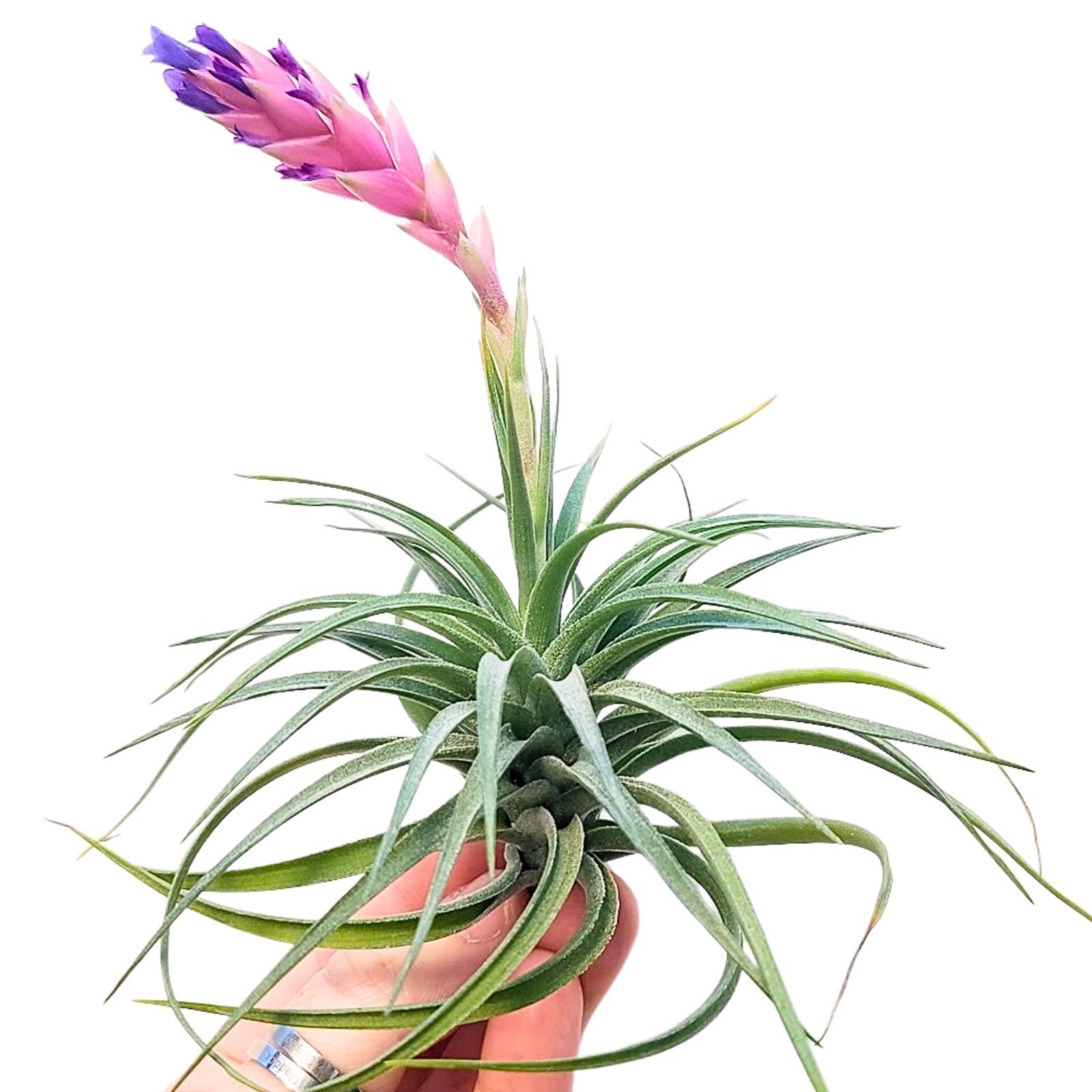 Amazon.com: Air Plants - 1 Aeranthos - Planta de aire de 3 a 5