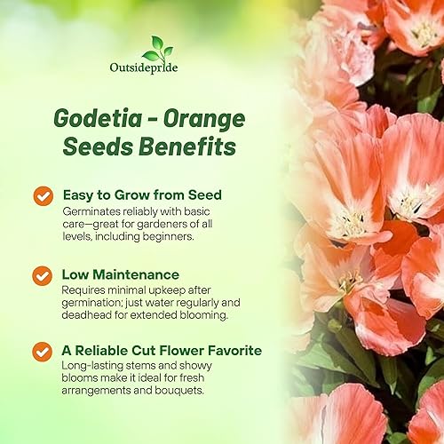 Miniatura 3 de Outsidepride 5000 semillas anuales Godetia Orange Glory Flower Seeds para plantar