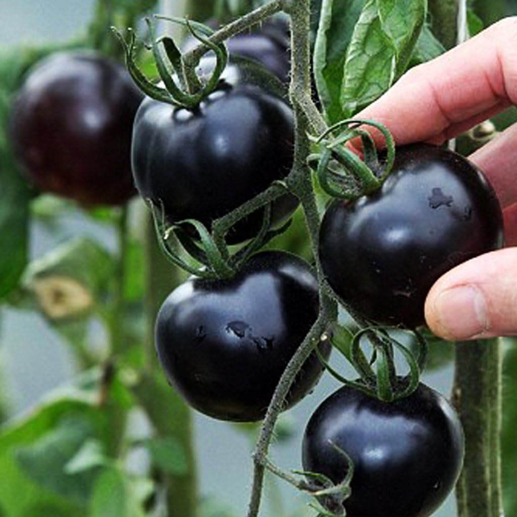 Futaba Black Pearl Black Cherry Tomato Rare Non-GMO 50 Seeds