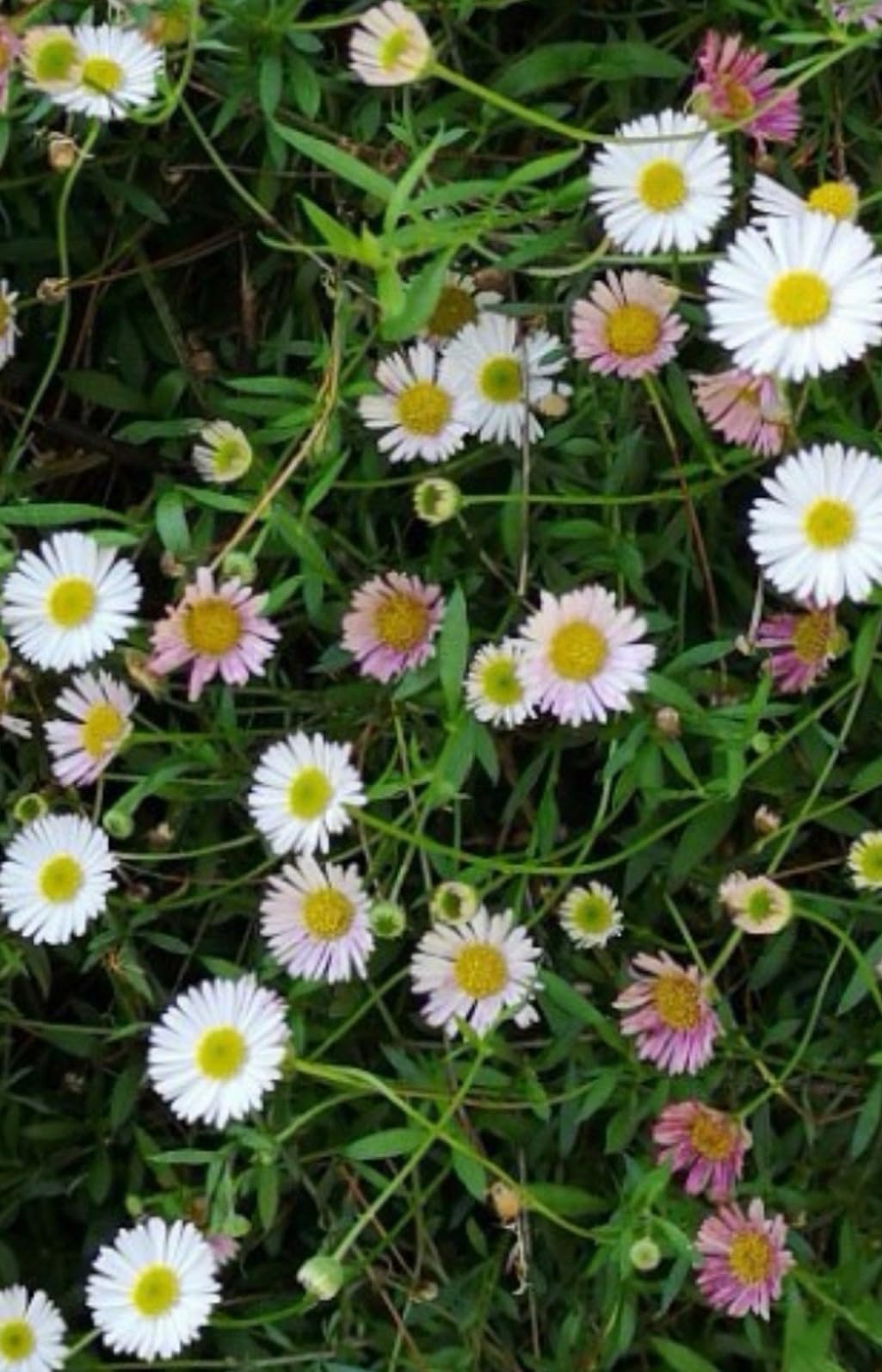 ERIGERON karvinskianus x 6 Medium Plug Plants - Hardy Perennial