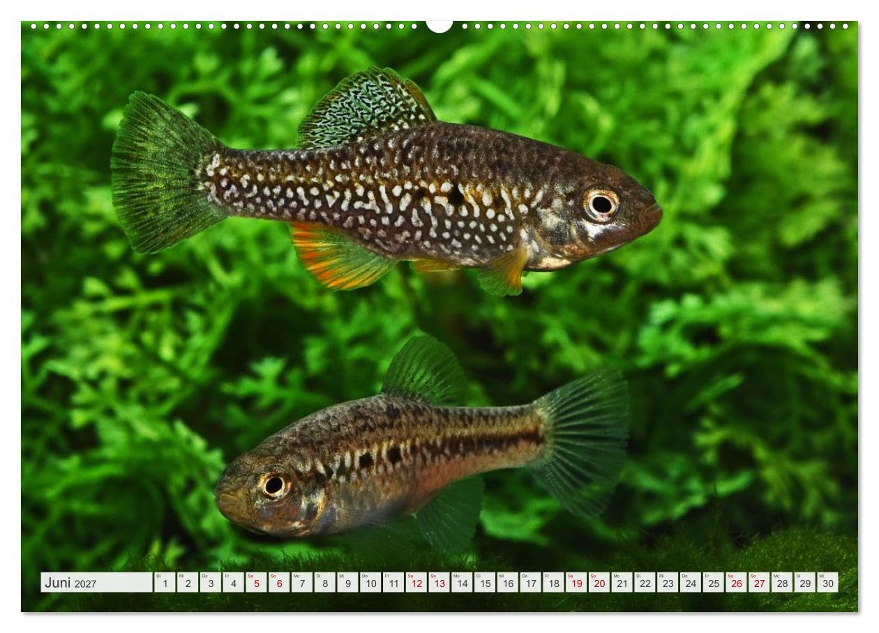 CALVENDO - Outdoor-Aquaristik (Wandkalender 2027 DIN A2 quer), Monatskalender: Freiland-Fische für Terrasse, Balkon und Garten