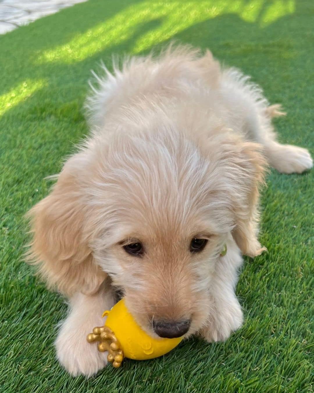 Lanco 8424678701137 King Egg Laugh; 100% Natural Rubber