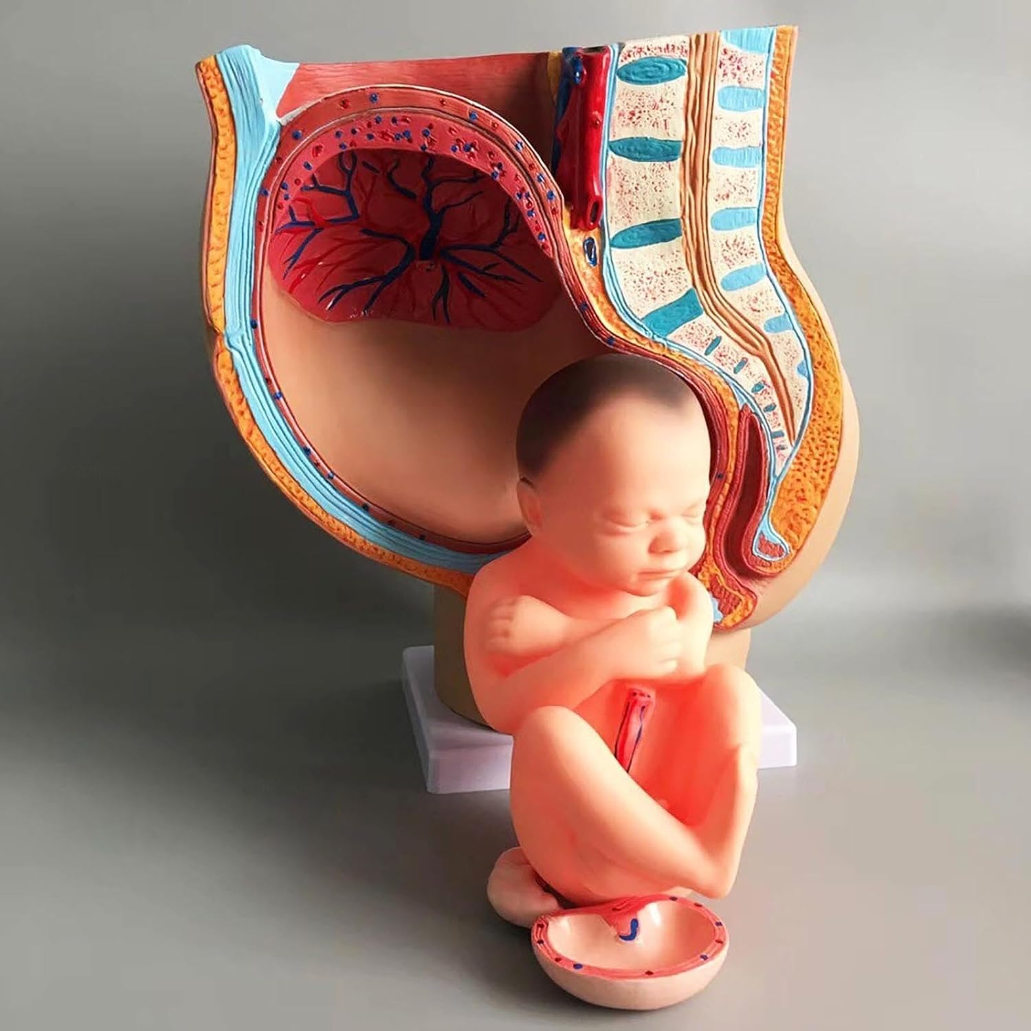 Human Female Pelvic Anatomy Model, 4-Part 9 Months Infant Fetus Model, Life-Size, with Removable Organs, for Medical Dissection