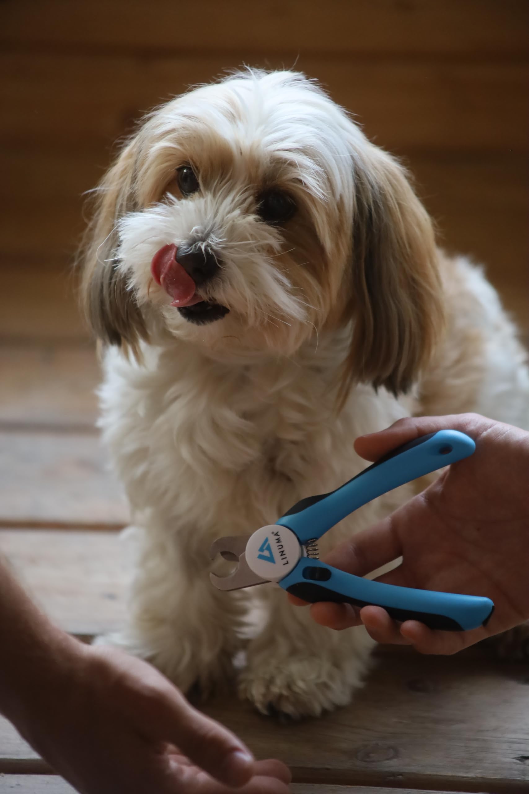 Coupe-Griffes pour Chiens, Chats et Petits Animaux Coupe-Ongles Professionnel en Acier Inoxydable avec butée de sécurité, Lime à Ongles intégrée et poignée antidérapante