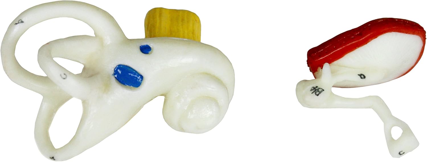 Parco Scientific PB00066 4X Ear | Shows External, Middle and Inner Ear | Removable Pieces Include Temporal Bone, Section Auditory Canal, Labyrinth, Tympanic Membrane, Malleus and Incus | W Manual