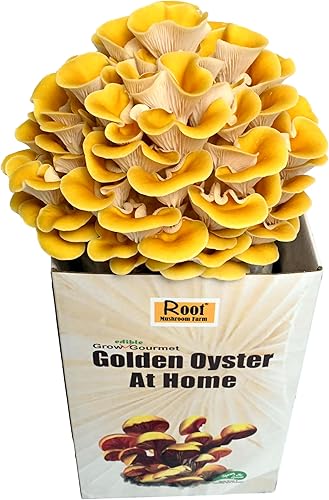 Mushroom Farm—Golden Oyster Mushroom Grow Kit - Gardening Gifts For Sister