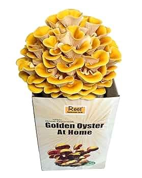 Smart Mushrooms Growing Kit Gold Oyster Xl Harvest In 14 | Seychelles