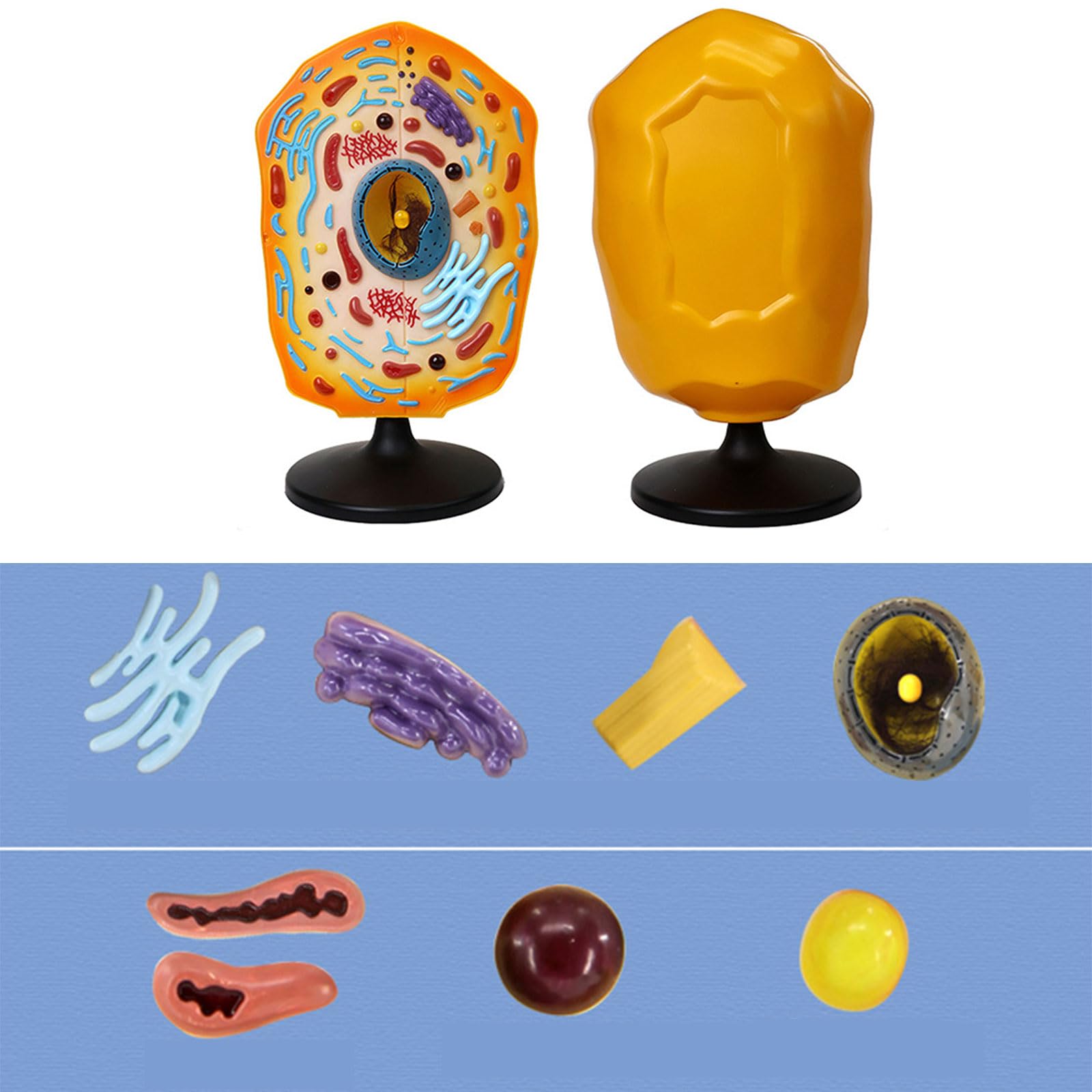 Modelo Anatómico De Células Animales Con Piezas Desmontables Enseñanza Biología En Aula Animal Para Laboratorios Ciencia Exhibición Educativa