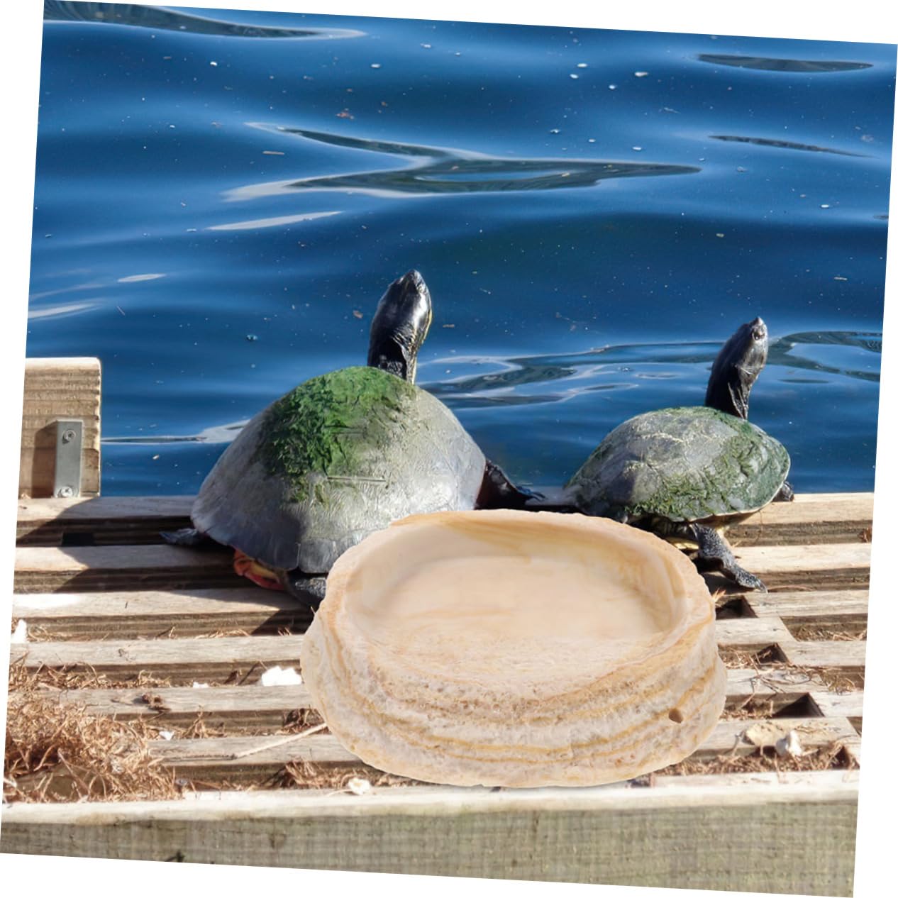 2piezas Cuenca De Imitación De Roca para Comedero De Reptiles y Bebedero para Tortugas para Geckos y Dragones Barbudos Terrarios