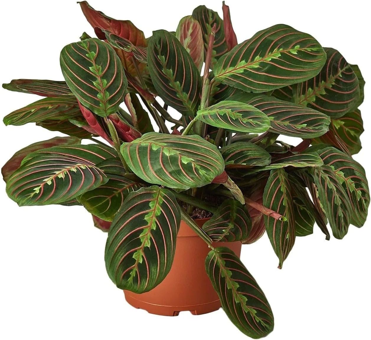 Maranta Red Prayer - Tropical Live Indoor Plant - Unique Leaf Pattern Houseplants - Easy to Care and Rare Live Prayer Plant (6")