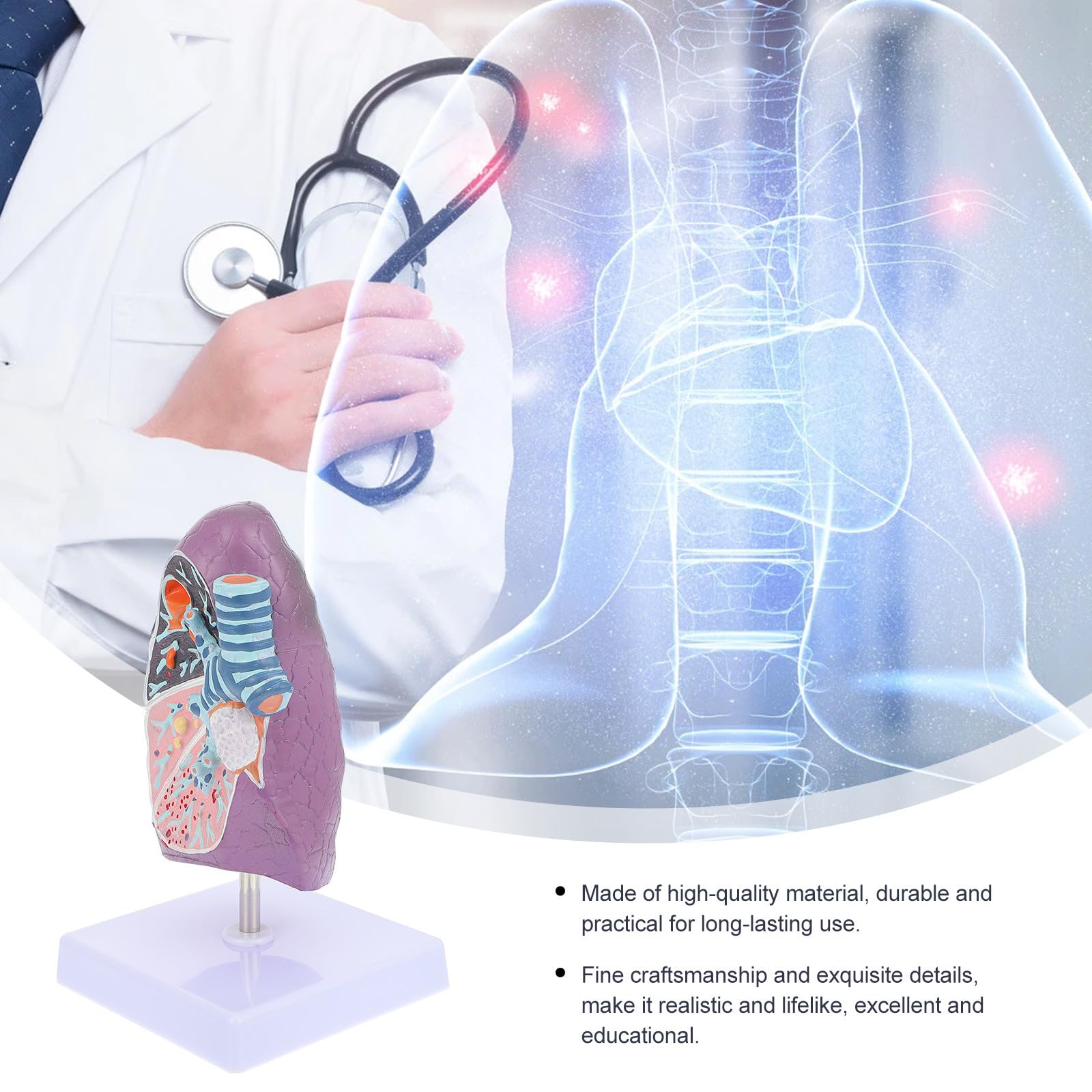 YARNOW Modèle Pulmonaire Anatomique Réaliste en Plastique pour Enseignement de L'anatomie et Physiologie, Matériel Éducatif pour Étudiants en Sciences Médicales