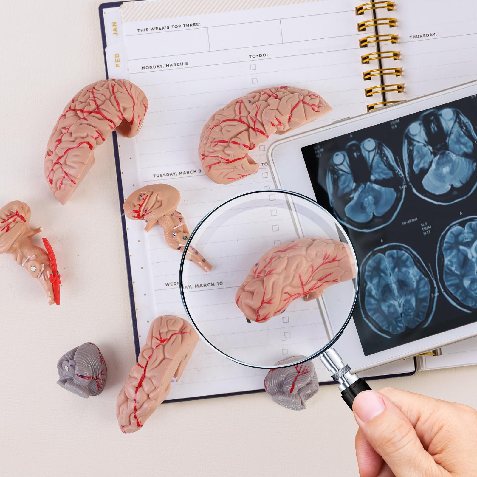 ERWEY Modello anatomico del cervello del cranio, modello anatomico della testa umana con cervello e scrittura incisa laser, dimensione naturale, cranio adulto umano staccabile con 8 parti