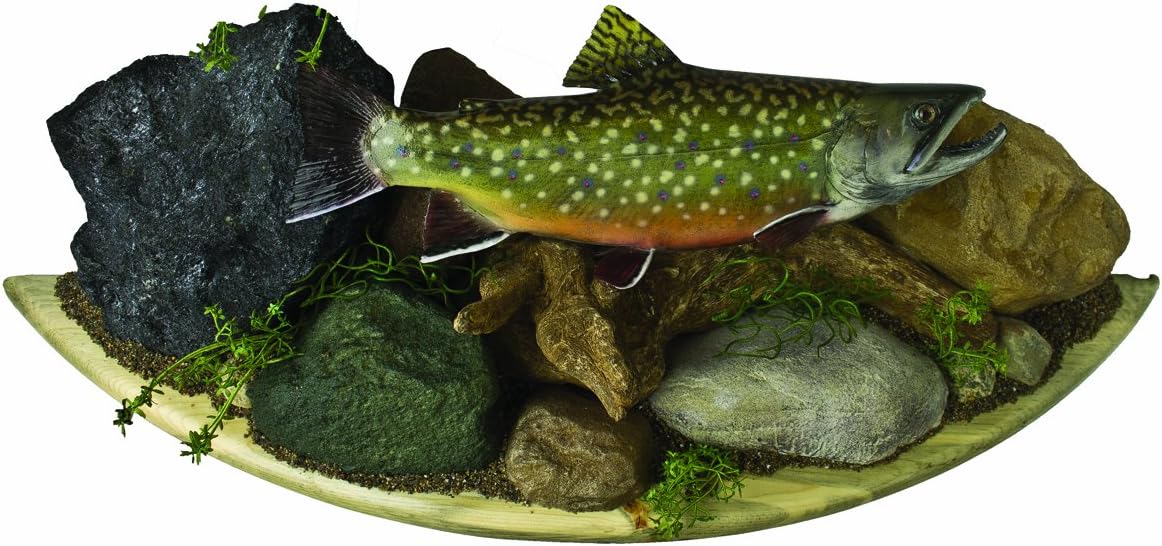 TBK13.0-WSC 13-Inch Brook Trout Replica Wall Mount with Back Display