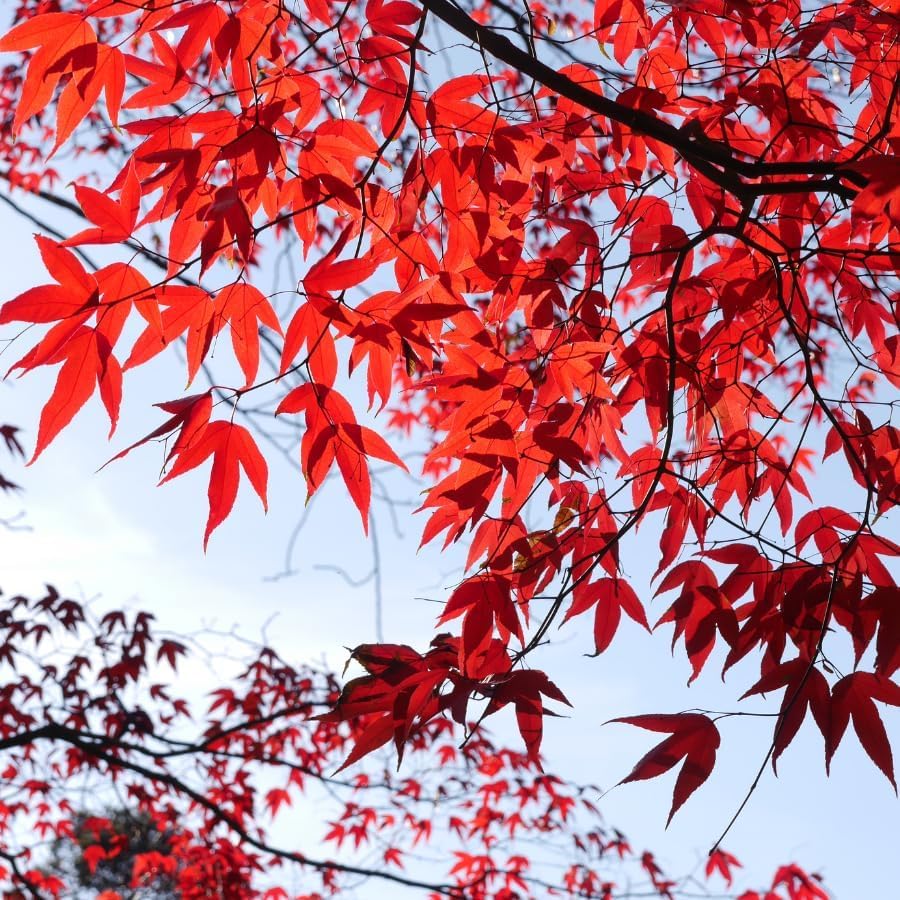 Acero rosso giapponese "Acero palmatum Momiji" pianta in vaso ø18 h 170/200 cm Vivaio di Castelletto