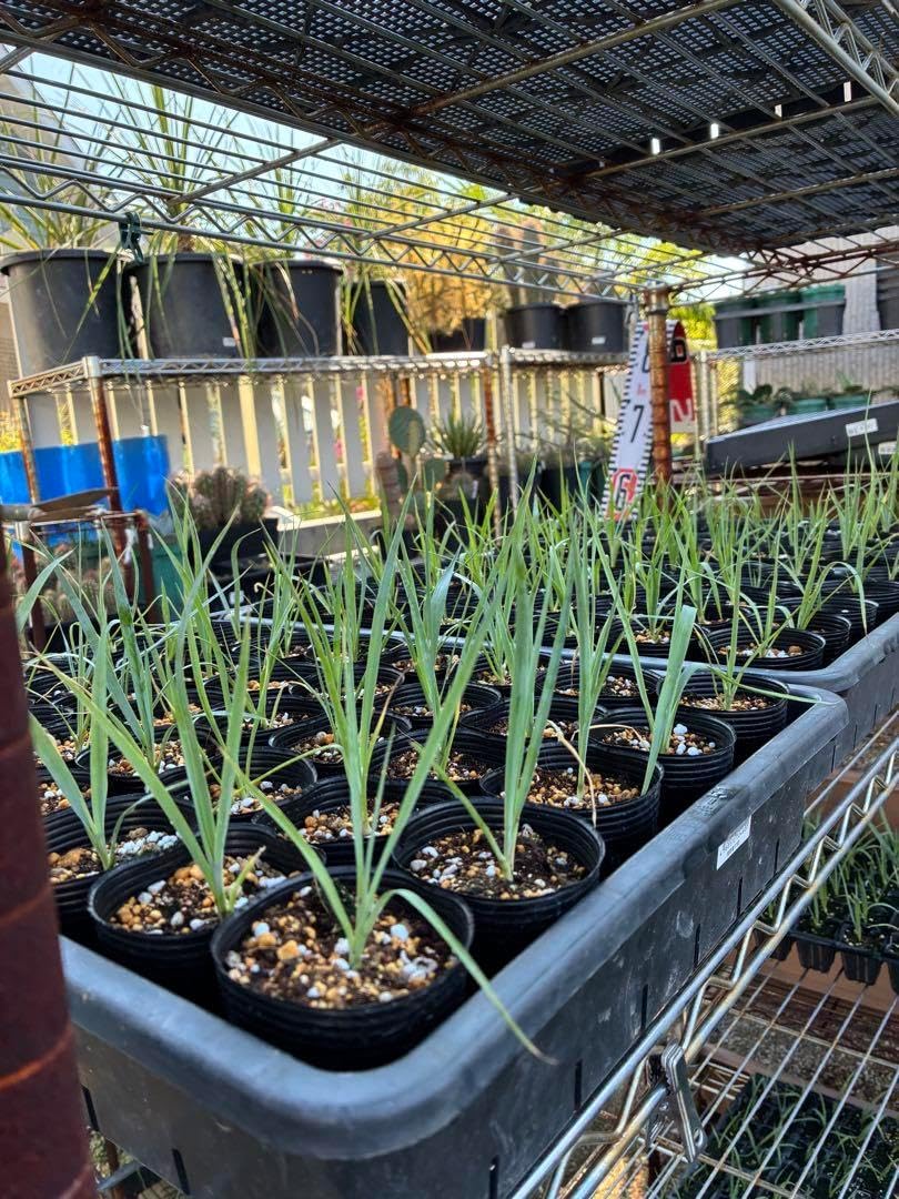 ユッカロストラータ　① 50苗 鉢のまま発送 ユッカ ロストラータ 8苗 鉢のまま発送 ユッカロストラータ 50苗② 鉢